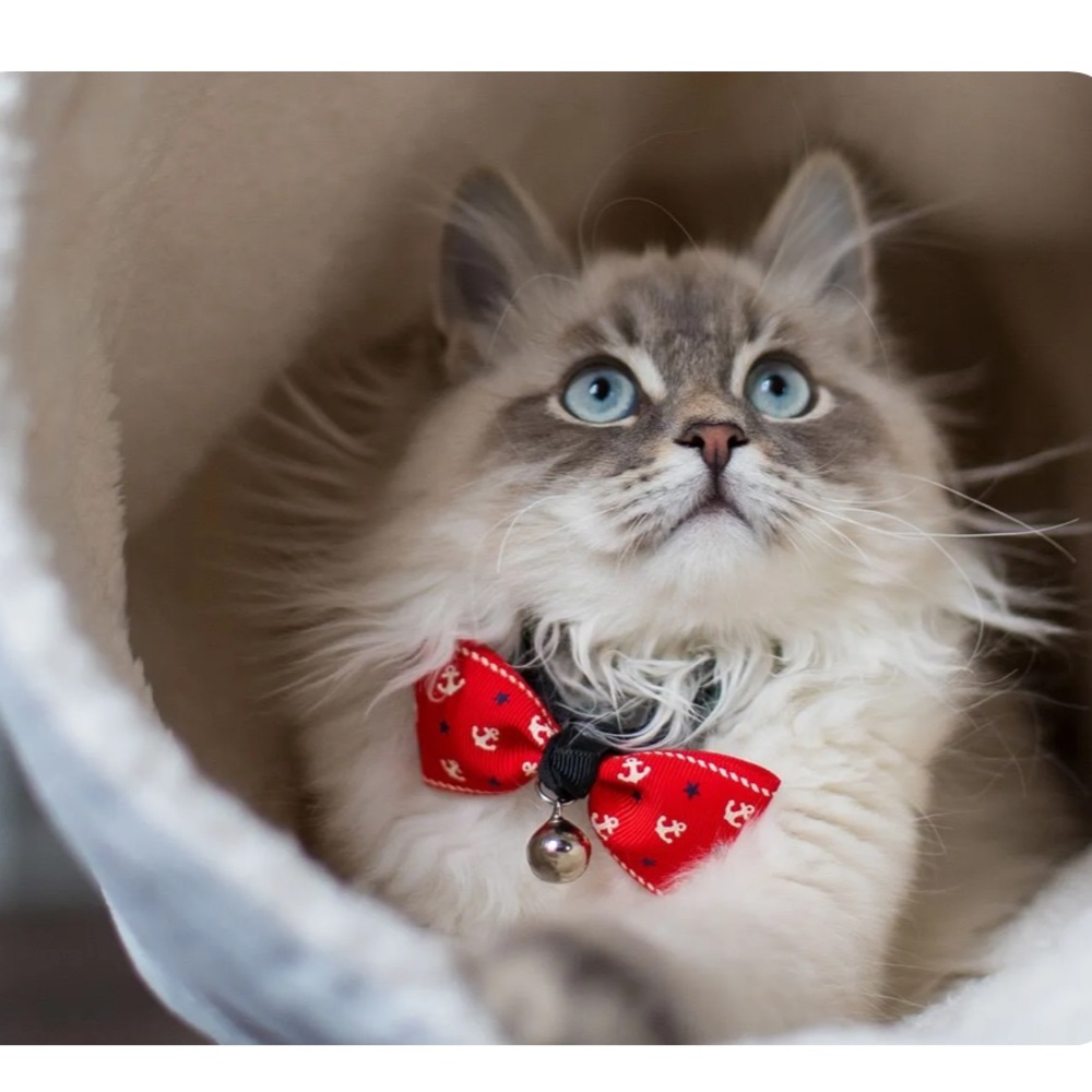 NWT! Light grey corduroy cat tunnel! Size: Small (35" x 9") Color: Light grey